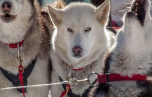 QUEENSTOWN to CARDRONA SNOW-FARM Dog Sledging