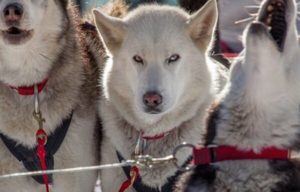Products: QUEENSTOWN to CARDRONA SNOW-FARM Dog Sledging
