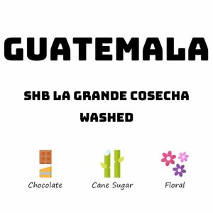 Guatemala SHB La Grande Cosecha - Washed - HAVE COFFEE 侑一家咖啡
