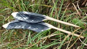 Tarapuka seagull feather - $250-$1,050 based on size