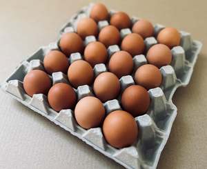 Sunny Side Up Colony Eggs: 'JUMBO' 20 Pack