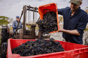 Products: Lot S13 Village Vineyards – A Village Pick