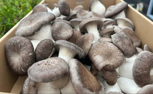 Fresh Mushrooms: Black King Oyster Mushroom