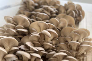 Baby Blue Oyster Mushroom 1 Kg