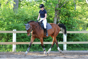 Products: PERFORMANCE BOOST - Healthy Horses Inside Out