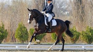 Products: Performance Boost Bundle Healthy Horses Inside Out