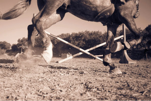 BOUNCE IN STRIDE - Healthy Horses Inside Out