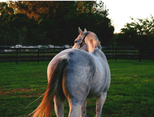 BASIC BOOST - Healthy Horses Inside Out