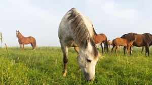 Products: Basic Boost Bundle Healthy Horses Inside Out