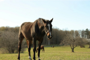 Products: GOLDEN OLDIE - Healthy Horses Inside Out