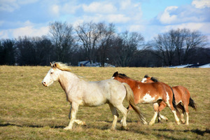 Products: ALL ROUNDER - Healthy Horses Inside Out