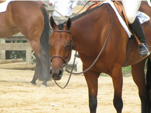 DRAGON TAMER - Healthy Horses Inside Out