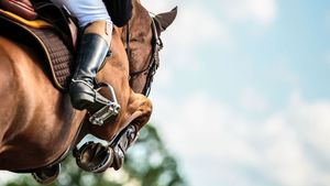 BOUNCE IN STRIDE - Horse Supplements Healthy Horses Inside Out