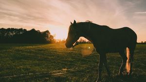 GOLDEN OLDIE - Horse Supplements Healthy Horses Inside Out