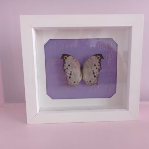 Blue Glory Butterfly- Heart Healing Butterflies & Gifts