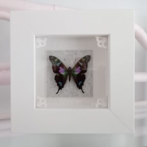 Products: Blue Morpho Butterfly- Heart Healing Butterflies & Gifts