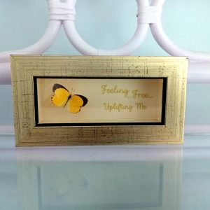 Green Banded Butterfly- Heart Healing Butterflies & Gifts