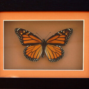 Products: Kite Butterfly - Inspirational- Heart Healing Butterflies & Gifts