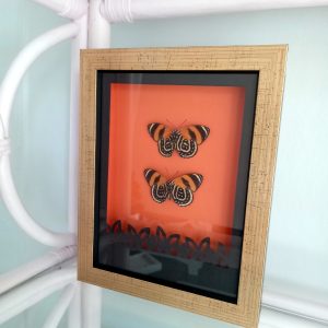 Products: Monarch Butterfly- Heart Healing Butterflies & Gifts