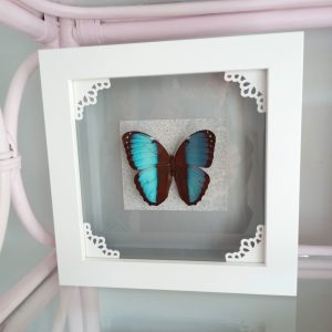 Products: Phantom Butterfly-Inspirational- Heart Healing Butterflies & Gifts