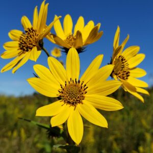 Products: Yellow Butterfly-Inspirational- Heart Healing Butterflies & Gifts