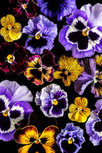 Art: Pansy Ensemble