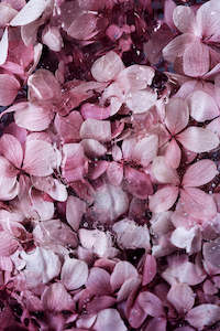 Art: Atlantis Series - Pink Atlantis