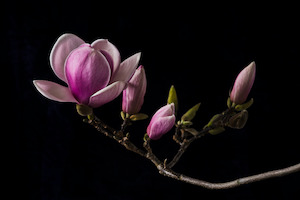 Gifts From 750 The Masters: The Masters - Pink Magnolia