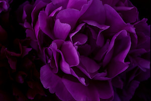 The Masters - Peony Detail