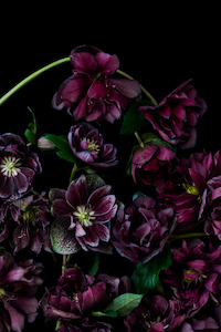 The Masters - Hellebores
