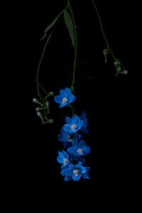 The Masters – Delphinium x Belladonna