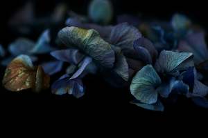 Gifts From 750 The Masters: The Masters – Breath & Whispers