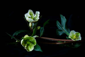 The Renaissance Series: Renaissance Series - Chemical Warfare