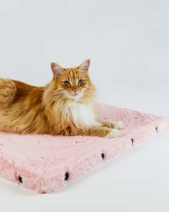 CAT TOWER FOUNDATION