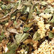 Lactation Tea, Organic Herb Nerd NZ