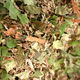 Digestion Tea, Organic Herb Nerd NZ