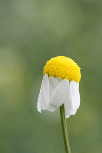 Chamomile Tea, Organic Herb Nerd NZ