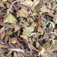 White Peony Tea, Organic Herb Nerd NZ