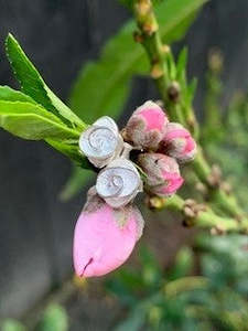 Alison Blain: Rosette Studs