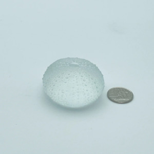 Sea Urchins - Really Big No.3 - 72mm