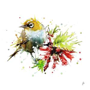 Jeremy Kyle: Silvereye - Open Edition Print  - Unframed