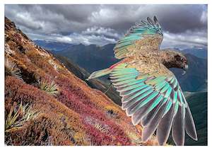 Gus Challis: Kepler Track - Fiordland National Park