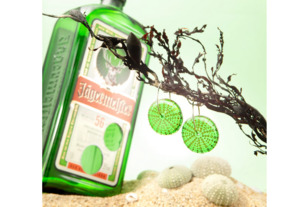 Nick Feint Stone Arrow: Kina Shell Earrings