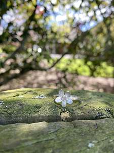 Jewellery: Flower Ring