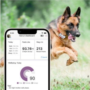 Frontpage: Heyrex™2