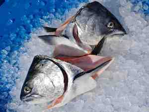 Frontpage: Salmon Heads x 2