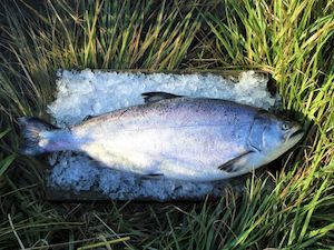 Frontpage: Whole Salmon