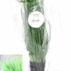 Basil Living Herb