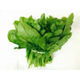 Green Apple