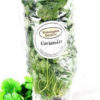 Mint Living Herb
